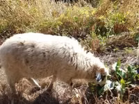 Ram, Racka sheep — photo 8