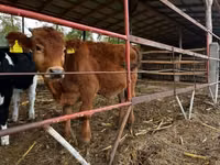 Cattle (batch, sex not specified), Limousin cow — photo 4