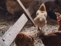Chickens — photo 3