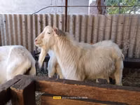 تيس, Saanen goat — الصورة 2