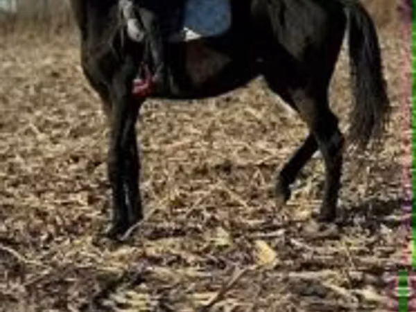 Horse (M), Hungarian horse breed