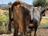 Cow, Cattle — photo 3