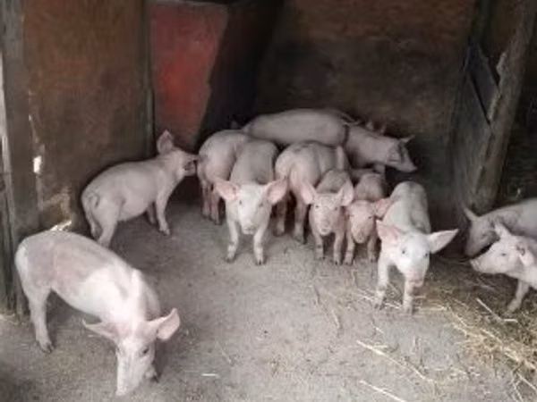猪（批次，未指定性别）, Pigs
