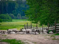 मेढ़ा, Romanov sheep — फ़ोटो 1