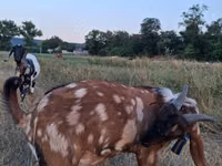 公山羊, Nubian Goat — 照片 2