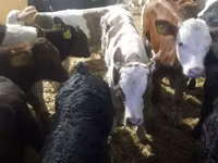 Cattle (batch, sex not specified), Cattle — photo 2