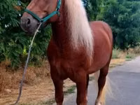Horse (M), Noriker — photo 3