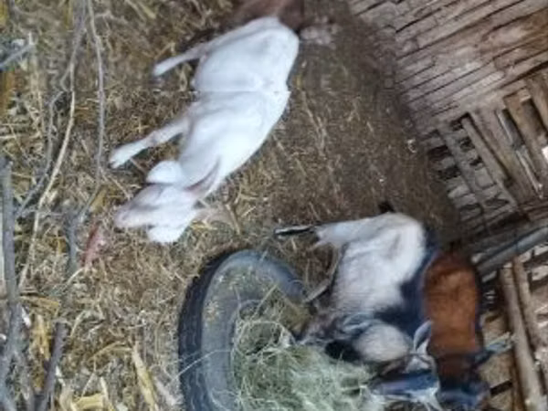 Cabras (lote, sexo no especificado), Cabras