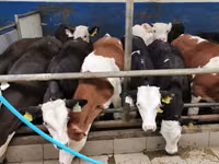 ثور, Simmental cattle — الصورة 4