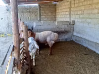 Carnero, Ovejas — foto 5
