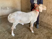 Widder, Arashan sheep — Foto 2