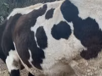 Cow, Russian Black pied cattle — photo 3