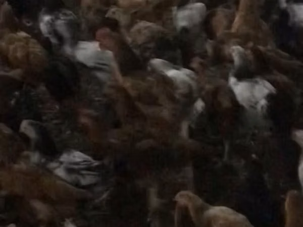 أستراليان غيم