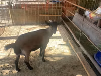 عنزة, Czech Brown Shorthaired goats — الصورة 3