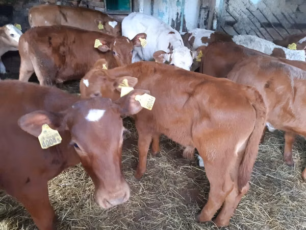 公牛, Simmental cattle