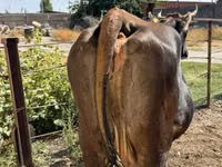 Cow, Cattle — photo 6