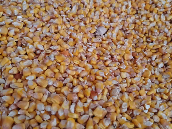 Продам кукурузу