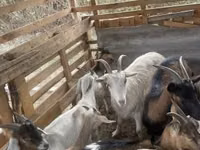 Billy Goat, Goats — photo 4