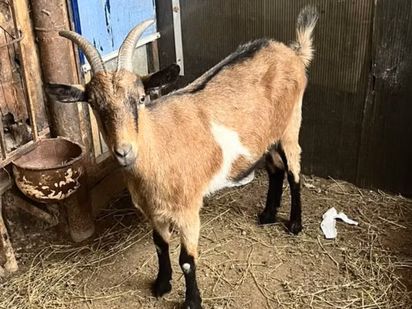 Коза, Альпийская коза