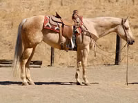 Mare, Quarter Horse — photo 8