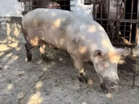 Boar, Pigs — photo 1