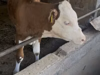 Toro, Simmental cattle — foto 1