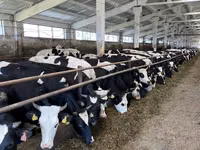 Cow, Yaroslavl cattle — photo 2
