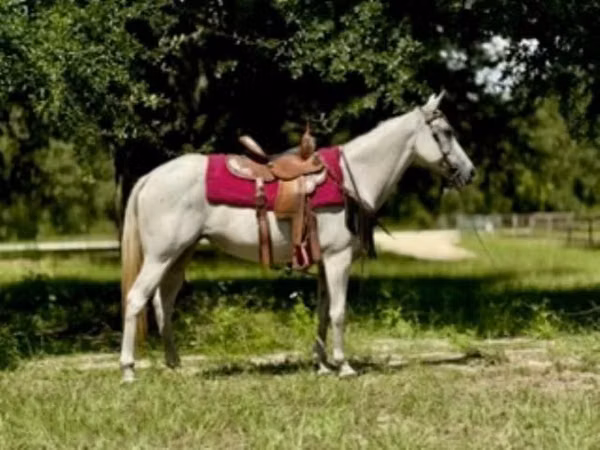 Stute, Quarter Horse