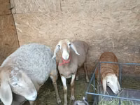 भेड़, Arashan sheep — फ़ोटो 2