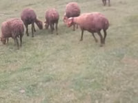 母羊, Sheep — 照片 3