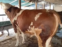 Bulle, Simmental cattle — Foto 2