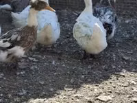 Ducks — Foto 3