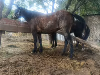 Mare, Horses — photo 2