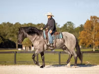 Hengst, Percheron — Foto 4