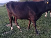母牛, Simmental cattle — 照片 5