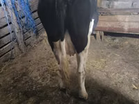 Vaca, Raza Holstein — foto 2