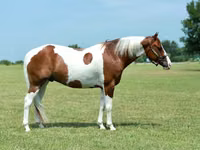 Horse (M), Quarter Horse — photo 3