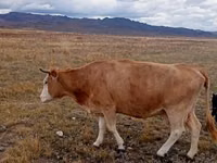 بقرة, Latvian Blue cattle — الصورة 1