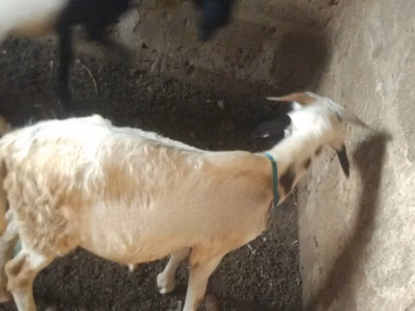 Ovejas (lote, sexo no especificado), Ovejas