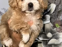 Məhsul: Toy pudel balaları Xüsusiyyətlər: - Cins: Toy Poodle (oyuncaq — Foto 5