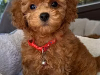 Məhsul: Toy pudel balaları • Növ: Toy Poodle (miniatür) • Mənşə — foto 1