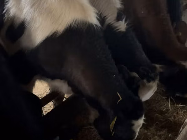 Bull, Cattle
