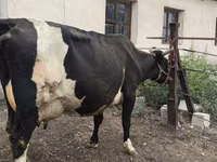 Cow, Russian Black pied cattle — photo 3