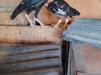 Guinea fowl — Foto 4
