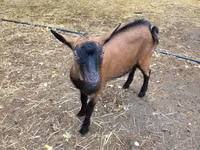 बकरा, Alpine goat — फ़ोटो 3