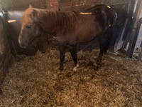 Stute, Kustanai horse — Foto 4