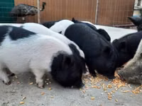 Schweine (Partie, Geschlecht nicht angegeben) — Foto 3