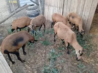 Oveja, Cameroon sheep — foto 1