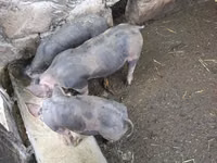 Boar — photo 1