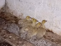 Ducks — Foto 1